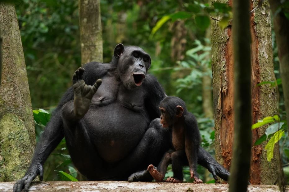 შიმპანზეების ათასობით ვოკალური ჩანაწერი მიუთითებს მათ ენაზე, რომლის შესახებ არაფერი ვიცოდით — #1tvმეცნიერება