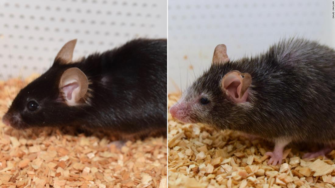 დიდი გარღვევა — მეცნიერებმა თაგვებში დაბერება უკუაქციეს და მათი მიზანი ახლა იმავე ეფექტის ადამიანებზე გამეორებაა #1tvმეცნიერება