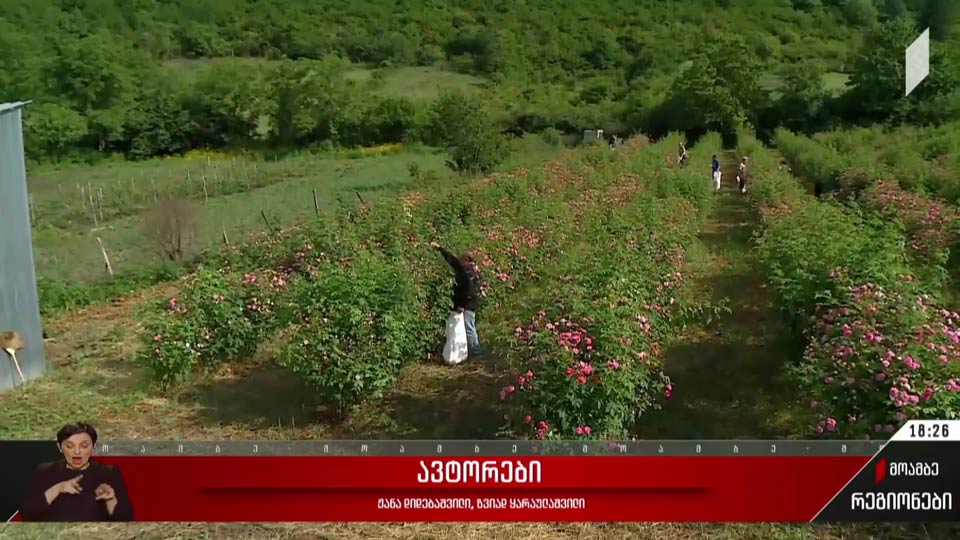 ვარდის რთველი კახეთში