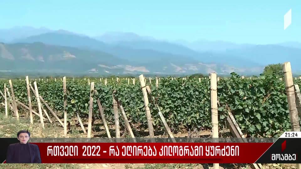 რთველი 2022 - რა ეღირება კილოგრამი ყურძენი