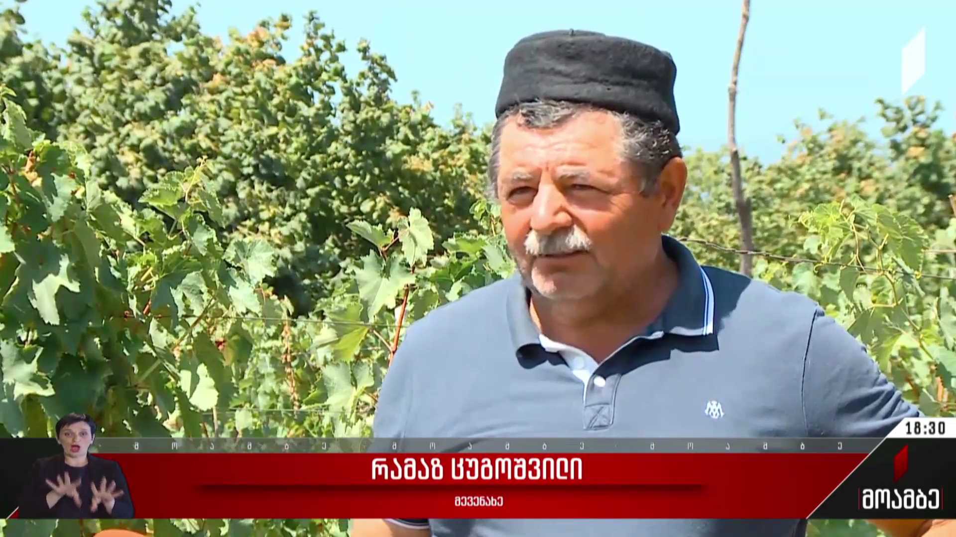 მევენახეების ნაწილი ყურძნის ფასით უკმაყოფილოა
