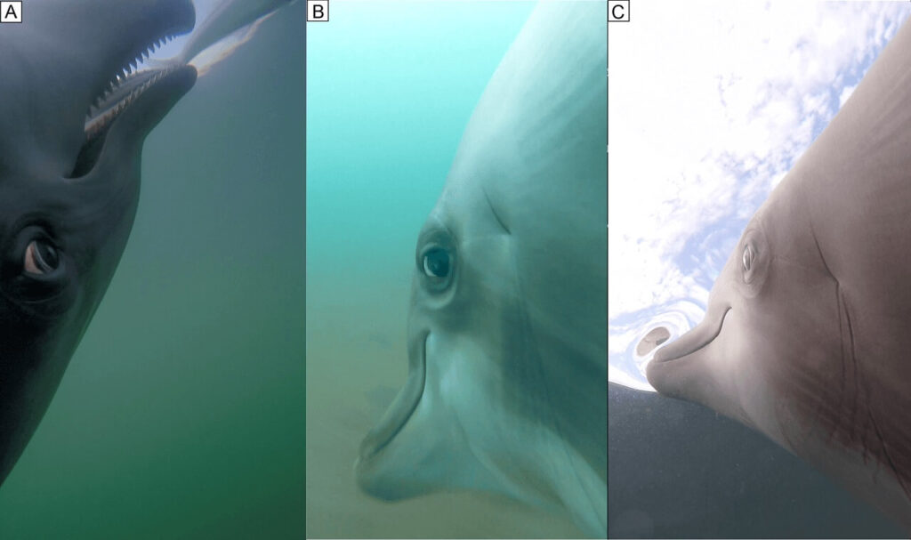 მეცნიერებმა დელფინებს კამერები დაუყენეს — ვიდეოებში ჩანს, როგორ ნადირობენ ისინი შხამიან გველებზე #1tvმეცნიერება