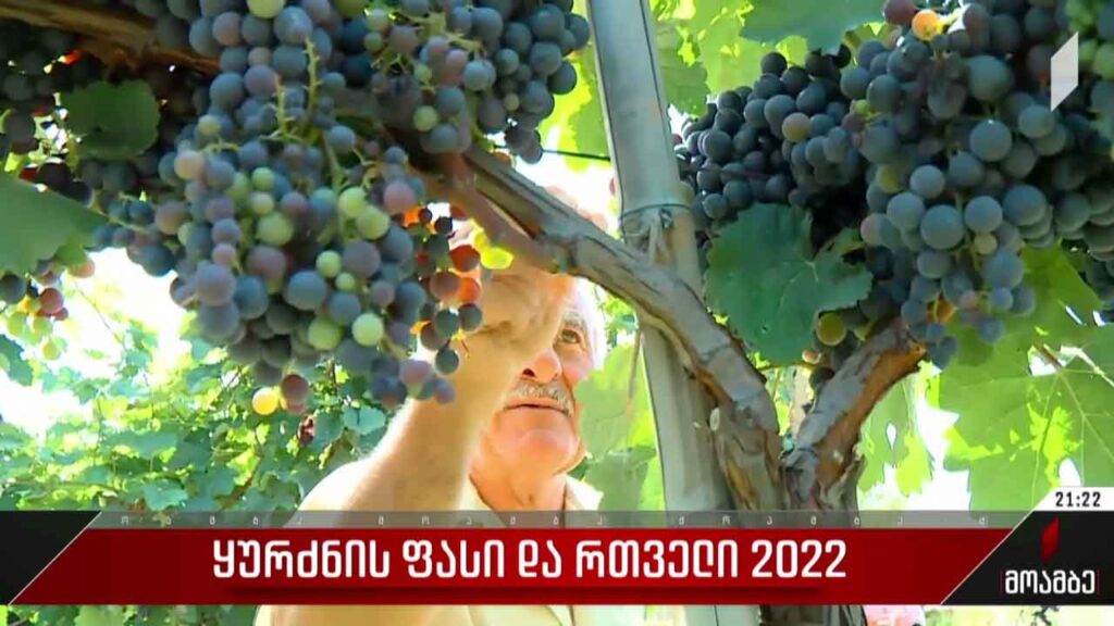 ყურძნის ფასი და რთველი-2022