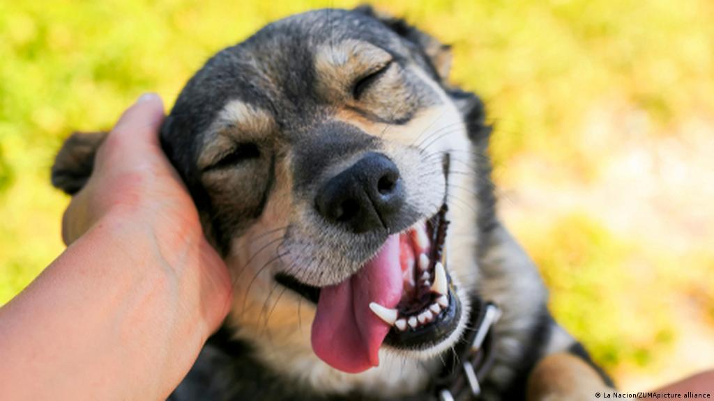 პატრონის სახლში დაბრუნებისას, ძაღლები სიხარულისგან ტირიან — ახალი კვლევა #1tvმეცნიერება