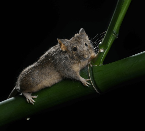 მეცნიერებმა თაგვში გენეტიკურად დაარედაქტირეს ცვლილებები, რომელთა განხორციელებისთვის ევოლუციას მილიონი წელი სჭირდება — #1tvმეცნიერება