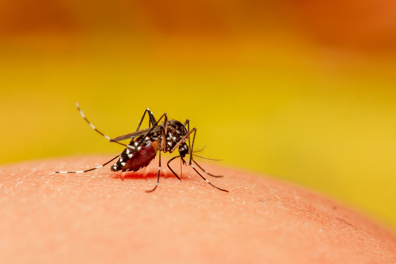 როგორ გვპოულობენ კოღოები ყოველთვის — ახალმა კვლევამ ზედმეტად უცნაურ მიზეზს მიაგნო #1tvმეცნიერება