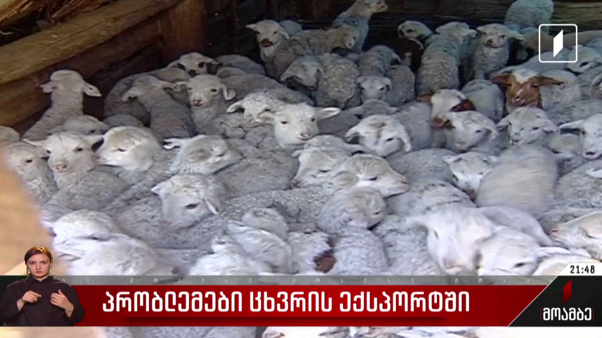 პრობლემები ცხვრის ექსპორტში