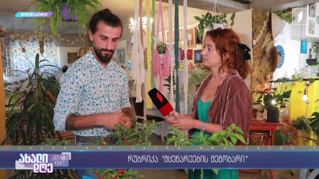 რუბრიკა „მცენარეების მეგობარი“ – როგორ მოვუაროთ წიწაკას
