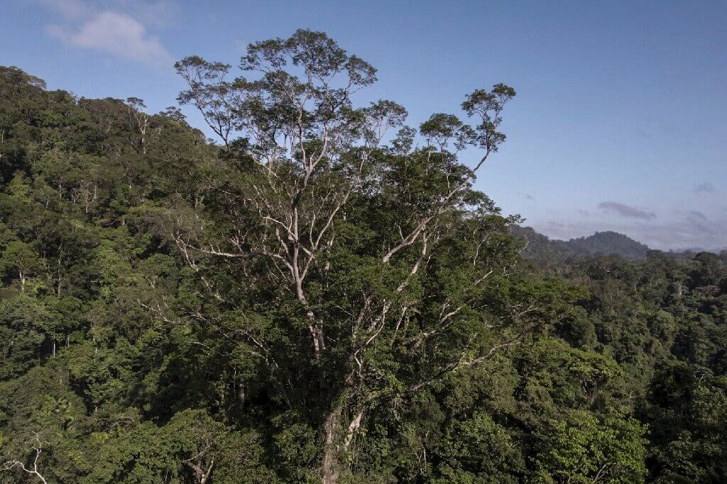 აღმოჩენიდან სამი წლის შემდეგ, მეცნიერებმა ამაზონის უმაღლეს ხესთან მიაღწიეს — #1tvმეცნიერება
