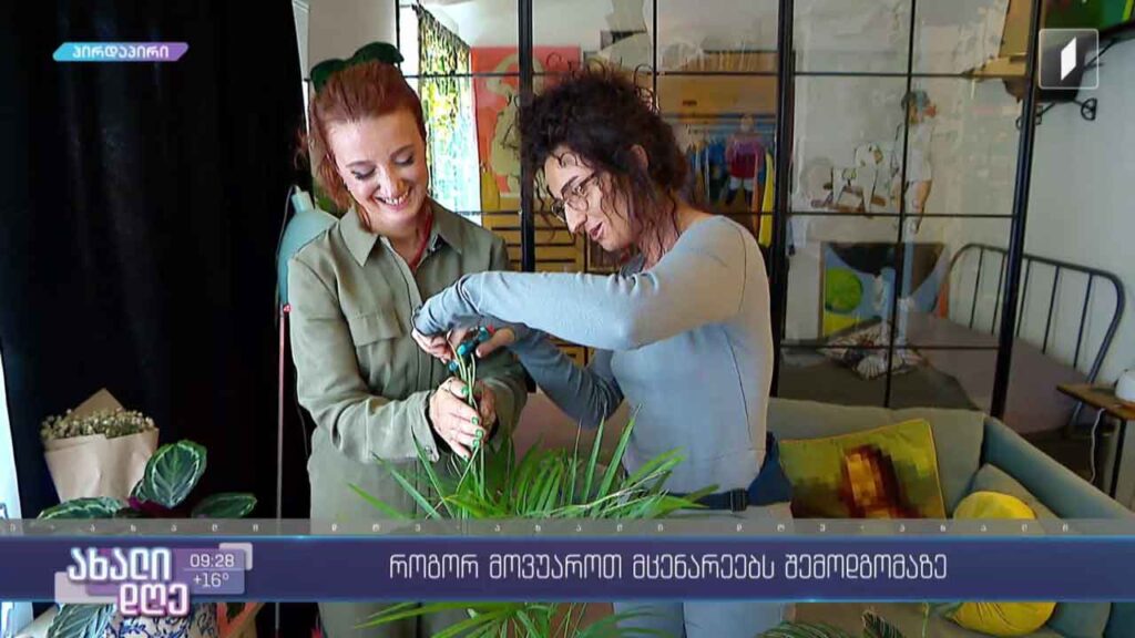 რუბრიკა „მცენარეების მეგობარი“ – როგორ მოვუაროთ მცენარეებს ინტერიერში