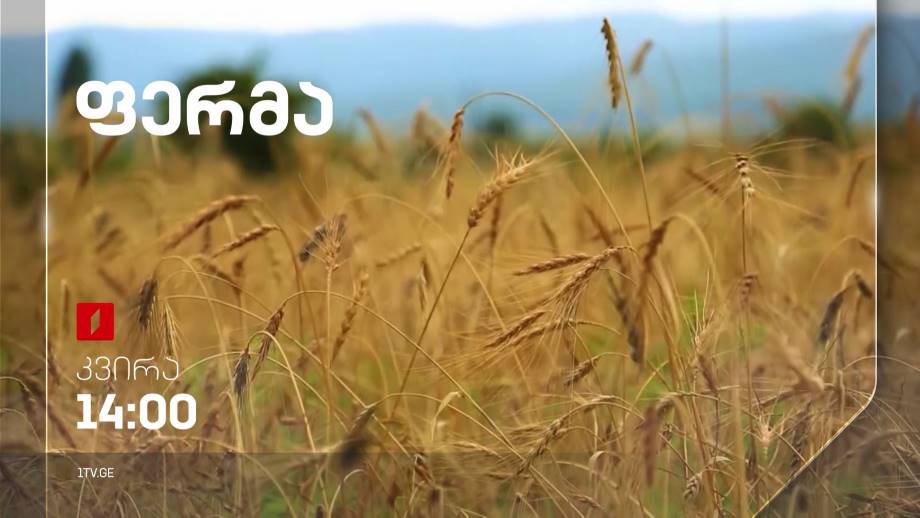 „ფერმა“ – 16 ოქტომბერს, 14:00