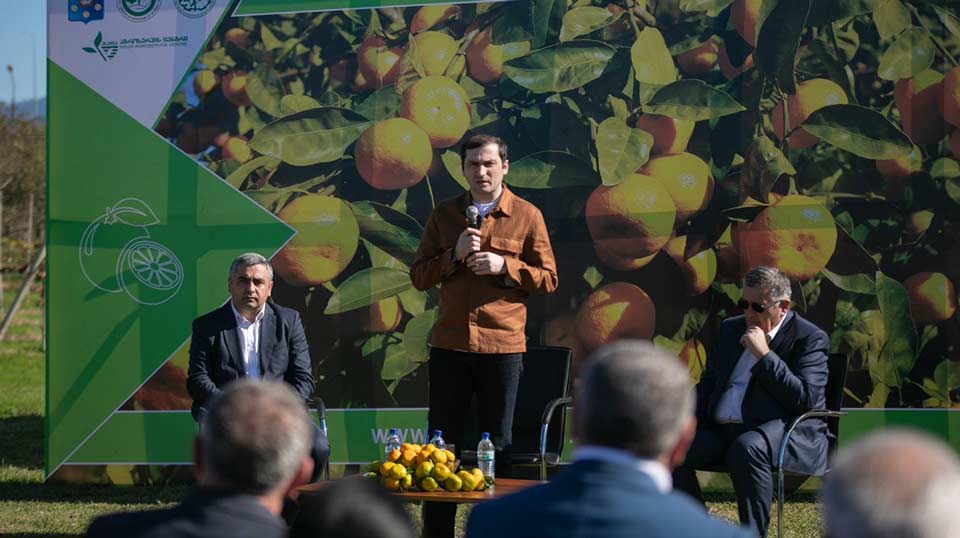 აჭარაში ციტრუსის რეალიზაციის საკოორდინაციო შტაბი ამოქმედდა