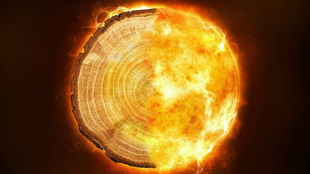 ხის რგოლები მიუთითებს, რომ დედამიწას ყოველ ათას წელიწადში ურტყამს გაურკვეველი, გამანადგურებელი კოსმოსური შტორმი — #1tvმეცნიერება