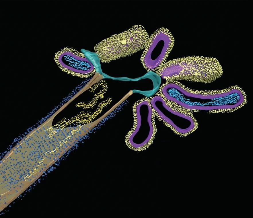 მეცნიერებმა გრიპისა და რესპირატორულ-სინიციტიური ვირუსის შერწყმის შედეგად წარმოქმნილი ჰიბრიდული ვირუსი აღმოაჩინეს — #1tvმეცნიერება