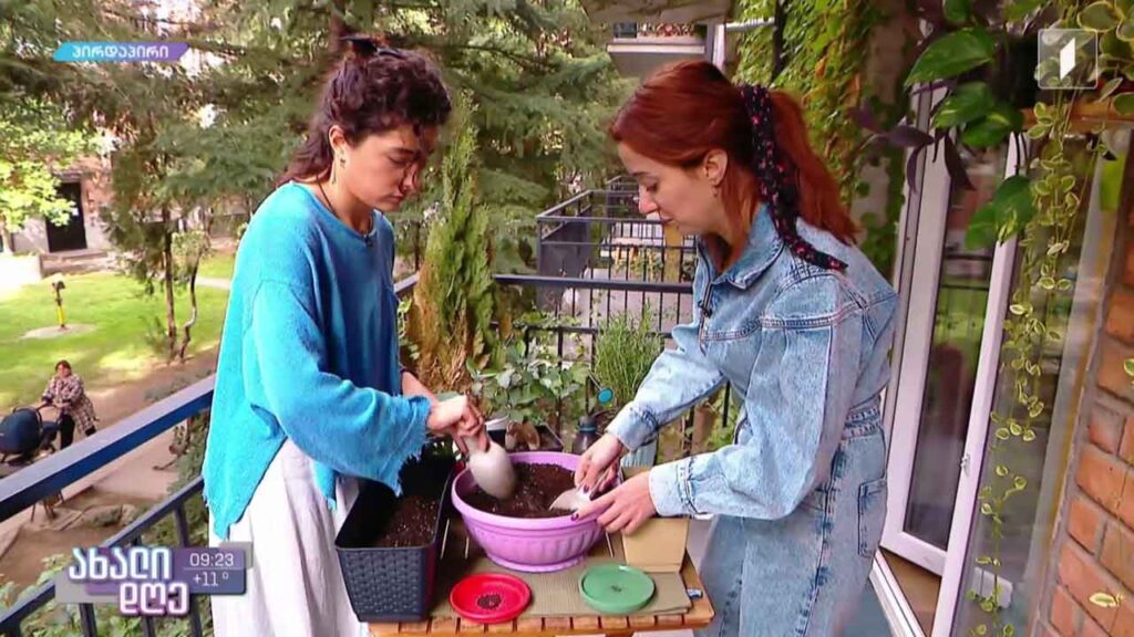 რუბრიკა „მცენარეების მეგობარი“ – ურბანული გამწვანება