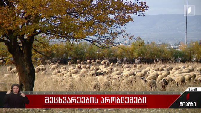 მეცხვარეების პრობლემები