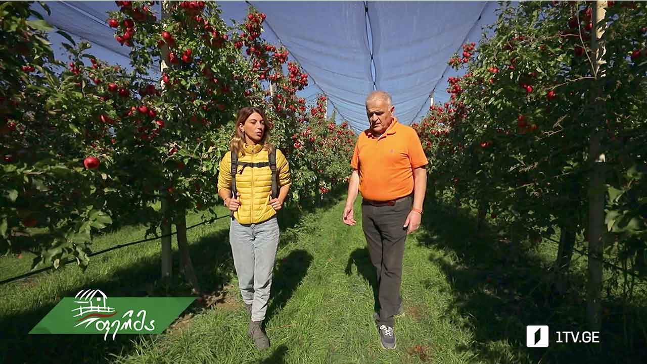 #ფერმა ევროპული სტანდარტებით გაშენებული ვაშლის ბაღები ტირიფონის ველზე