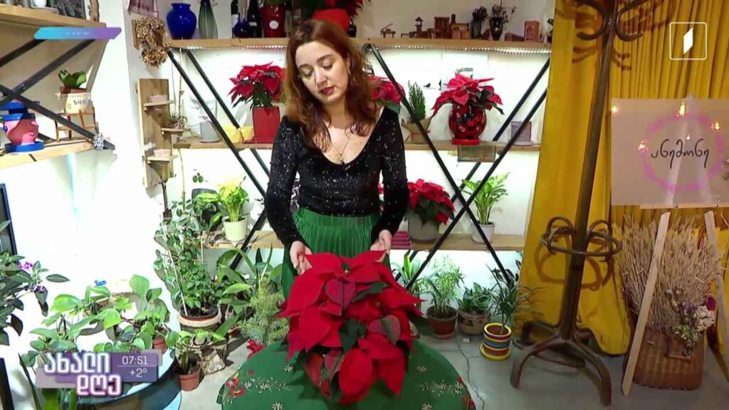 რუბრიკა „მცენარეების მეგობარი“ – როგორ მოვუაროთ შობის ვარსკვლავს