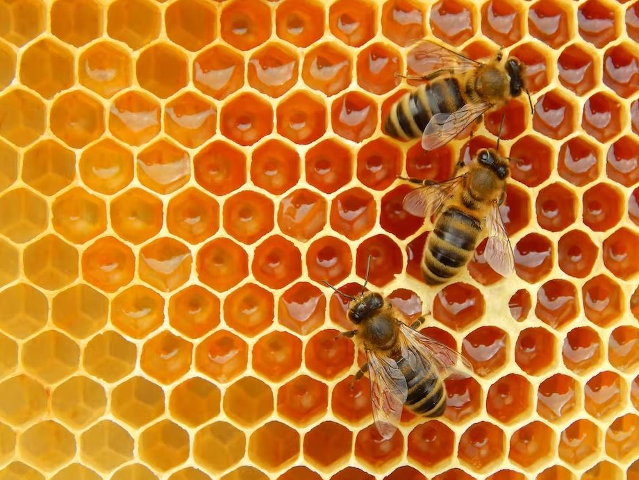 ბოლო 50 წელიწადში, ფუტკრების სიცოცხლის ხანგრძლივობა განახევრდა — #1tvმეცნიერება