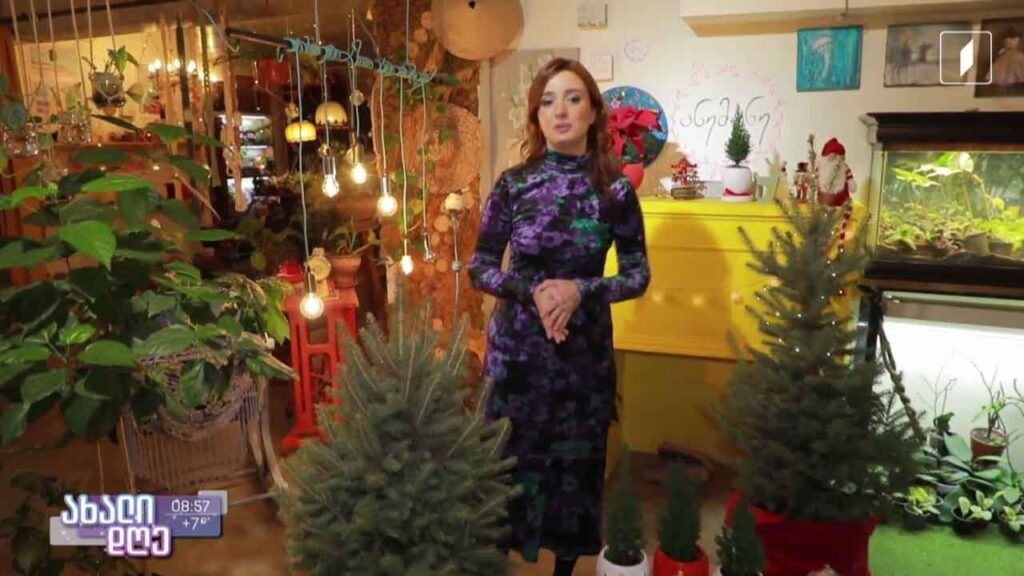 რუბრიკა „მცენარეების მეგობარი“ – ბუნებრივი ნაძვის ხის მოვლა სახლსა თუ ეზოში