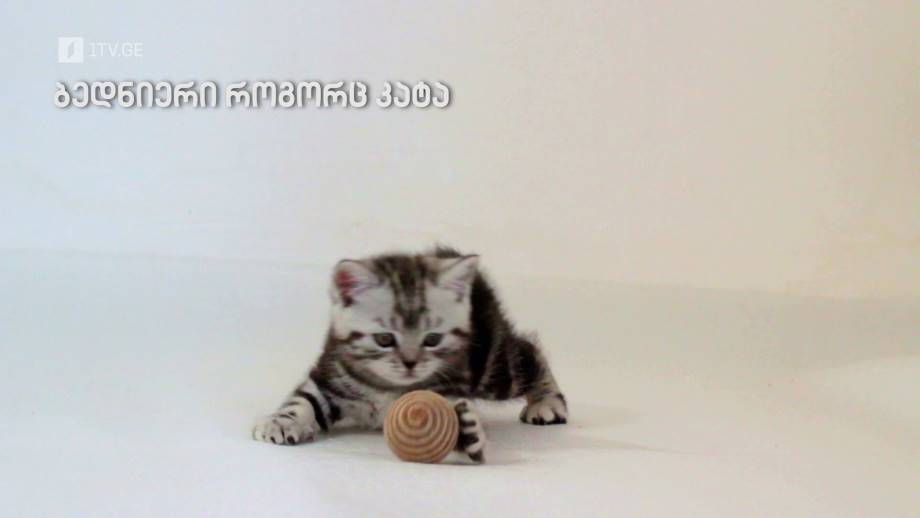 „ბედნიერი როგორც კატა“ – „დოსიე“, 9 იანვარს, 22:00
