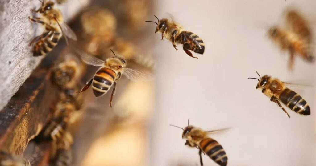 აშშ-ში ფუტკრებისთვის პირველი ვაქცინა დაამტკიცეს — #1tvმეცნიერება