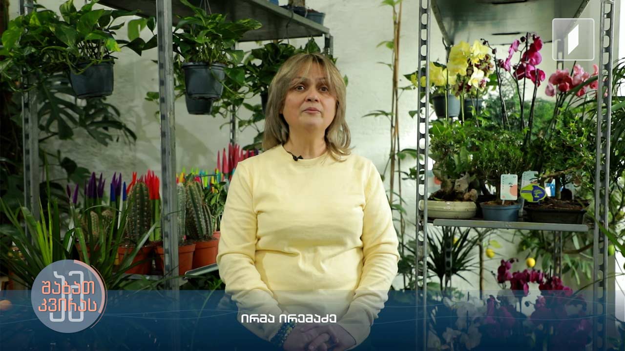 როგორ მოვუაროთ მცენარეებს ზამთარში - ლიკა ხუნდაძის სიუჟეტი