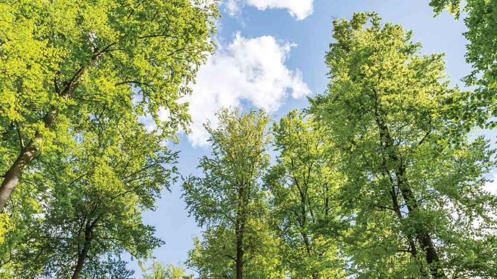 ქალაქებში მეტი ხის დარგვამ შეიძლება ათასობით სიცოცხლე გადაარჩინოს — ახალი კვლევა #1tvმეცნიერება