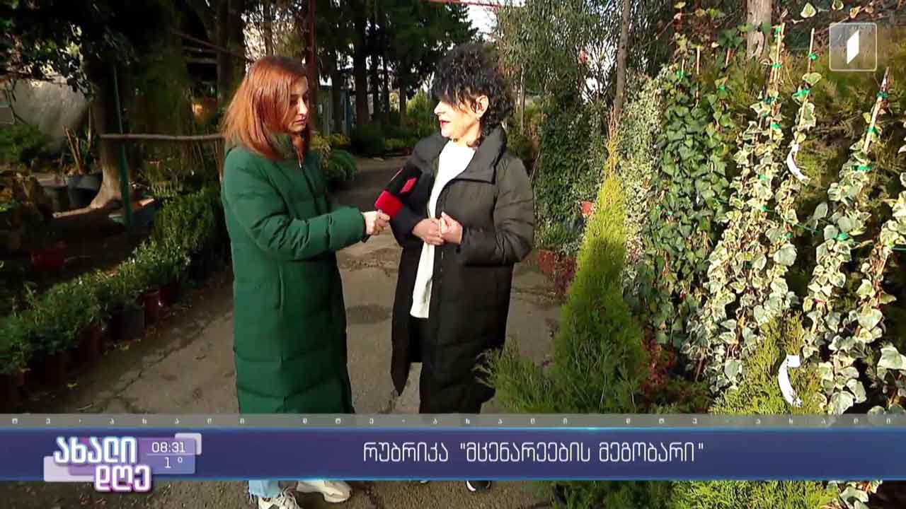 რუბრიკა „მცენარეების მეგობარი“ - როგორ ვიზრუნოთ ექსტერიერის მცენარეებზე