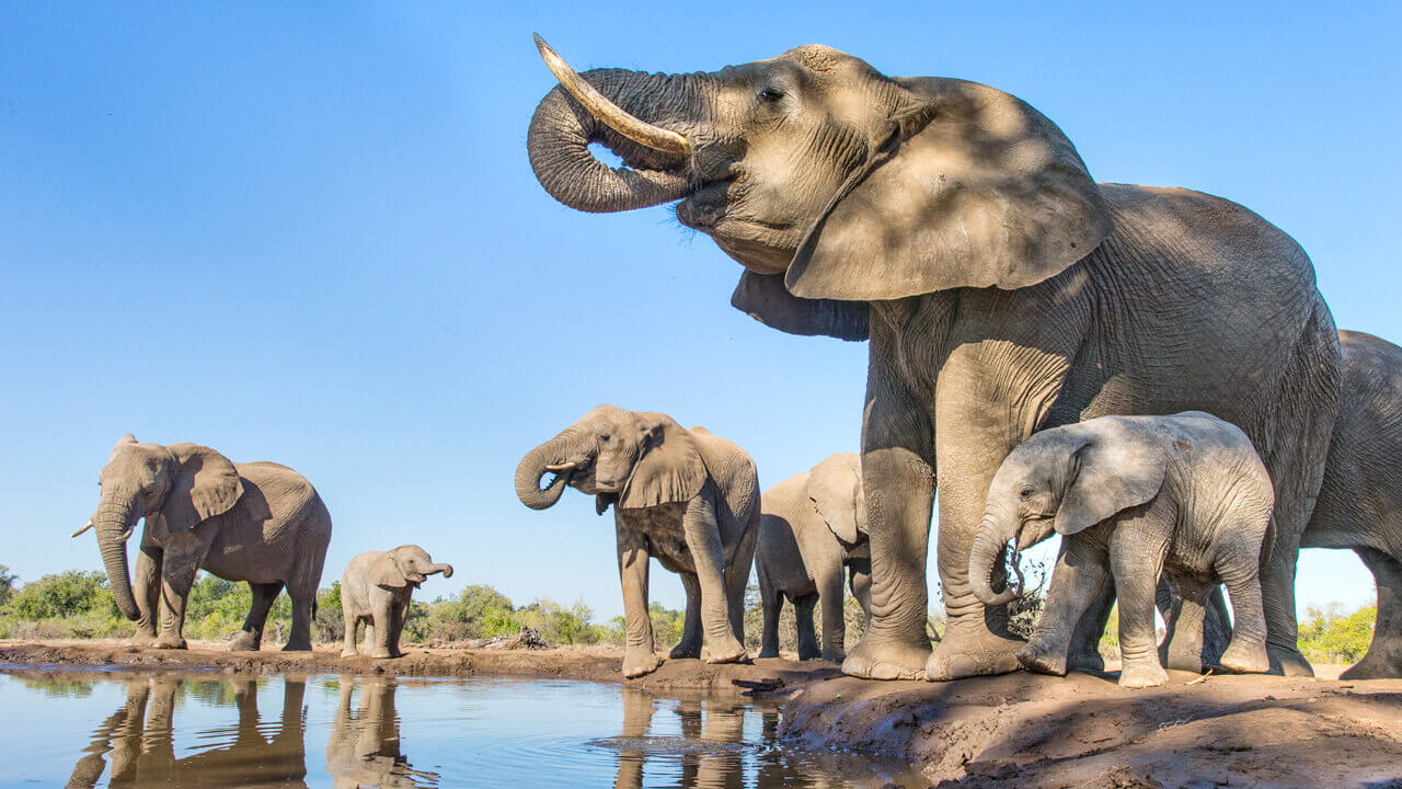 ირკვევა, რომ სპილოები გადამწყვეტ როლს ასრულებენ პლანეტის გადარჩენაში — #1tvმეცნიერება