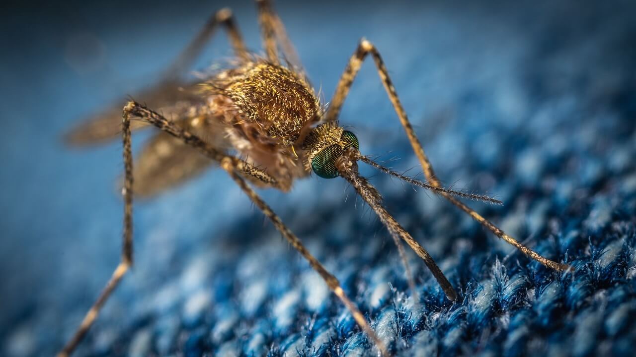 მალარიის გადამტანი კოღოები გავრცელების ტერიტორიას წელიწადში ხუთი კილომეტრით იფართოებენ — #1tvმეცნიერება