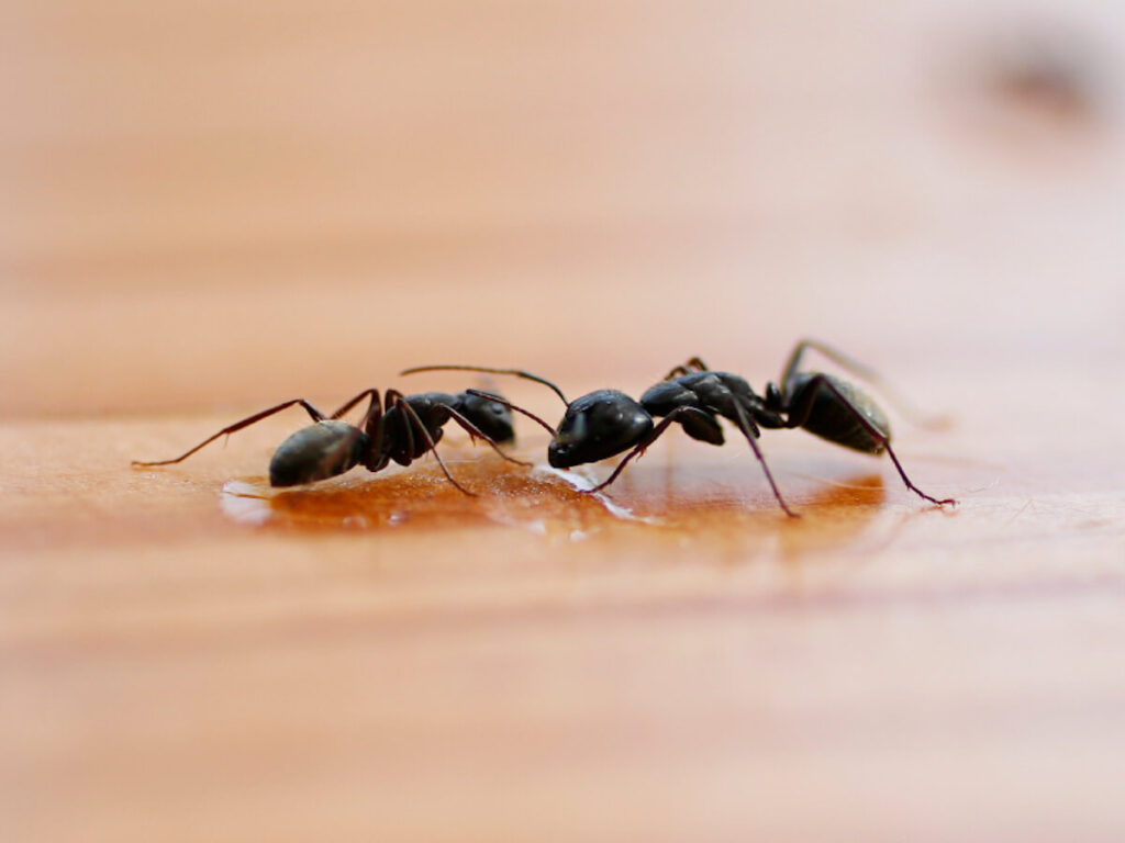 ჭიანჭველებს შარდის სუნით კიბოს ამოცნობა შეუძლიათ — ახალი კვლევა #1tvმეცნიერება