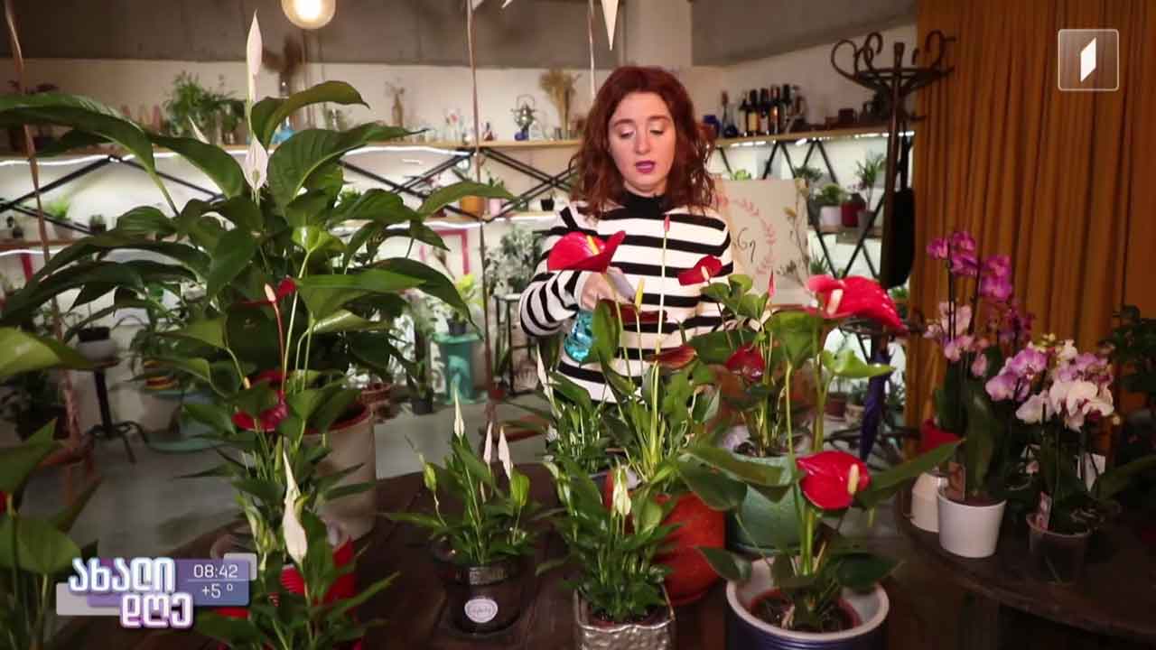 რუბრიკა „მცენარეების მეგობარი“ - როგორ მოვუაროთ „ბედნიერების ყვავილებს“ - სპატიფილუმს და ანთურიუმს