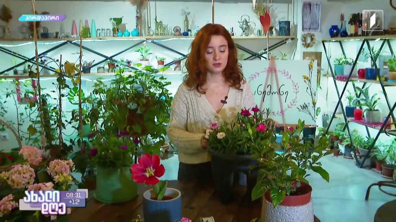 რუბრიკა „მცენარეების მეგობარი“ - რჩევები აივნის გასამწვანებლად