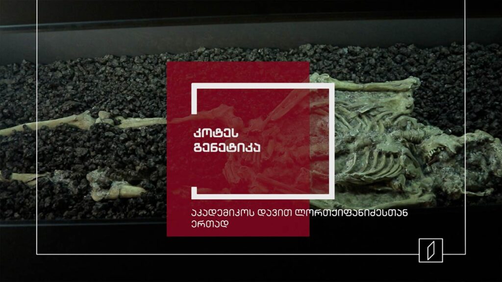 ექსპონატით მოყოლილი საქართველოს ისტორია – კოტეს გენეტიკა