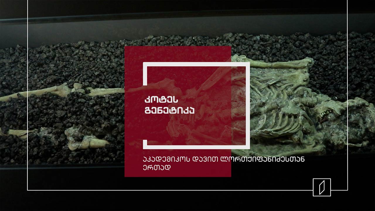 ექსპონატით მოყოლილი საქართველოს ისტორია - კოტეს გენეტიკა