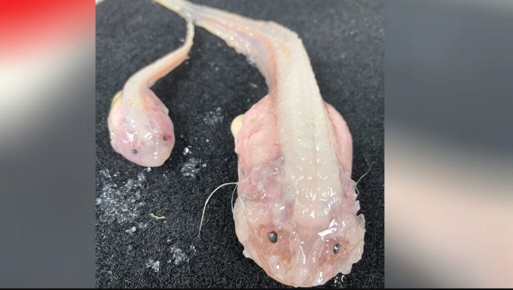 მეცნიერებმა ოკეანეში ყველაზე ღრმად ბინადარი თევზი გადაიღეს — #1tvმეცნიერება