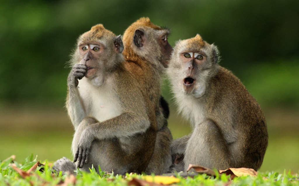 მაიმუნები ინჟინერიით გამოყვანილი ემბრიონის სტრუქტურებით დაორსულდნენ — პირველად ისტორიაში #1tvმეცნიერება