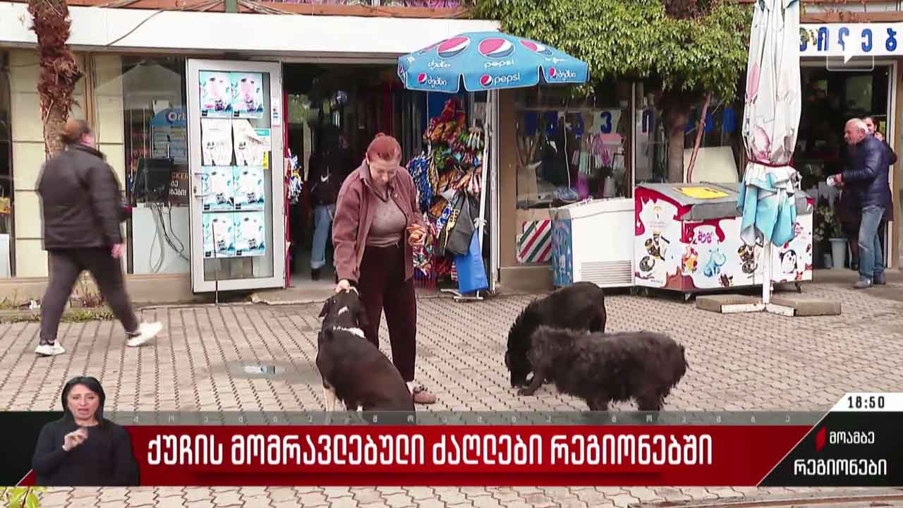მიუსაფარი ძაღლები რეგიონებში