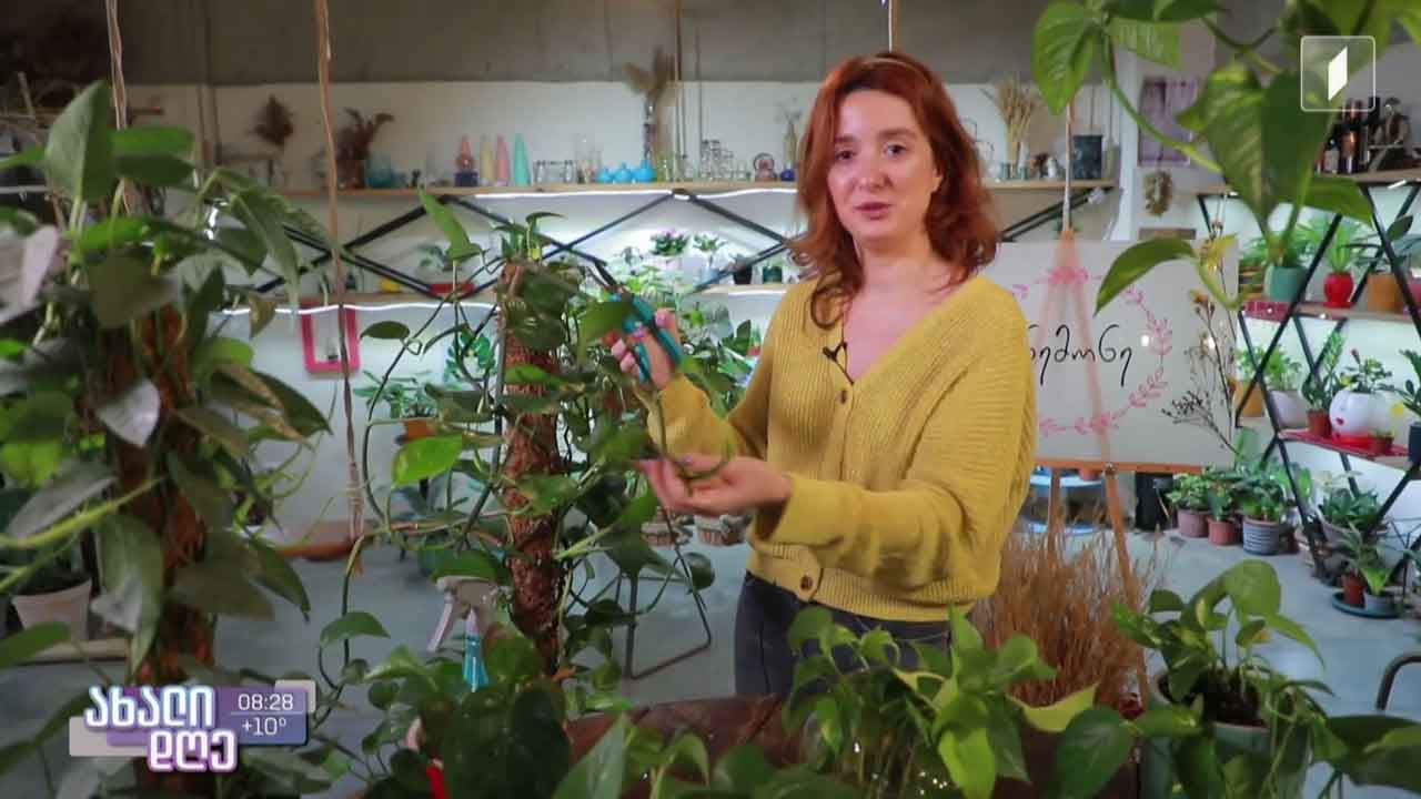 რუბრიკა „მცენარეების მეგობარი“ -  როგორ მოვუაროთ ეპიპრემნუმს და სინდაფსუსს -  ანი არველაძის რჩევები