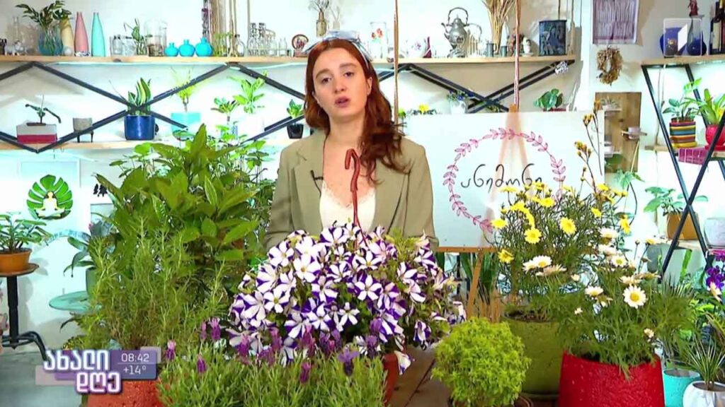 რუბრიკა „მცენარეების მეგობარი“ – აივნის გამწვანება – ანი არველაძის რჩევები