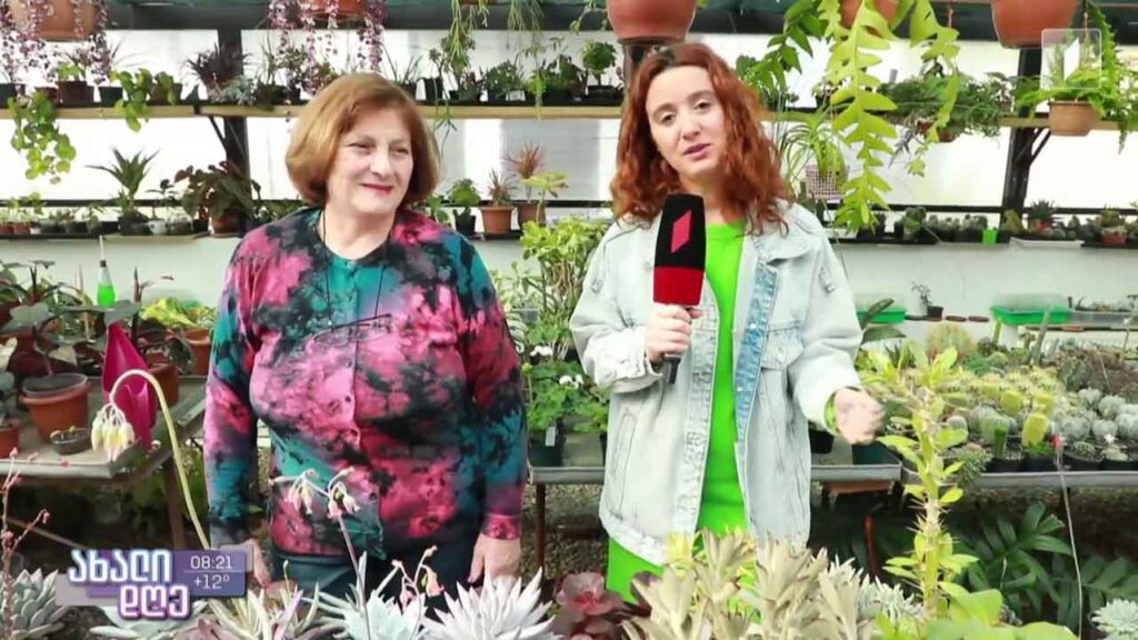 რუბრიკა „მცენარეების მეგობარი“ – როგორ მოვუაროთ სუკულენტებსა და კაკტუსებს