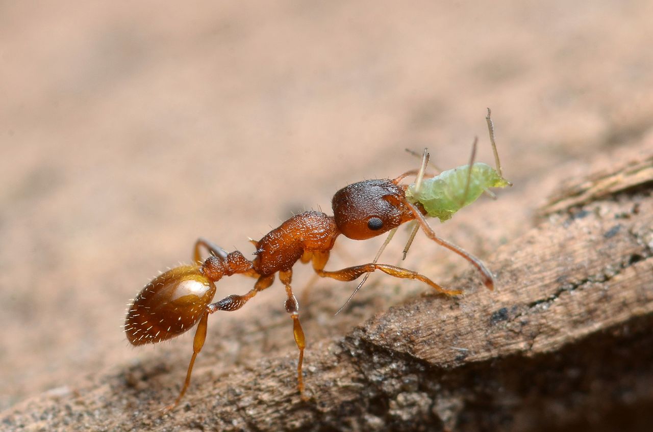 არსებობს პარაზიტი, რომელიც ჭიანჭველას სიცოცხლეს სამჯერ ახანგრძლივებს — #1tvმეცნიერება