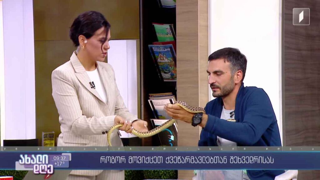 რუბრიკა „აკის პარკი“ – როგორ მოვიქცეთ ქვეწარმავალთან შეხვედრისას?