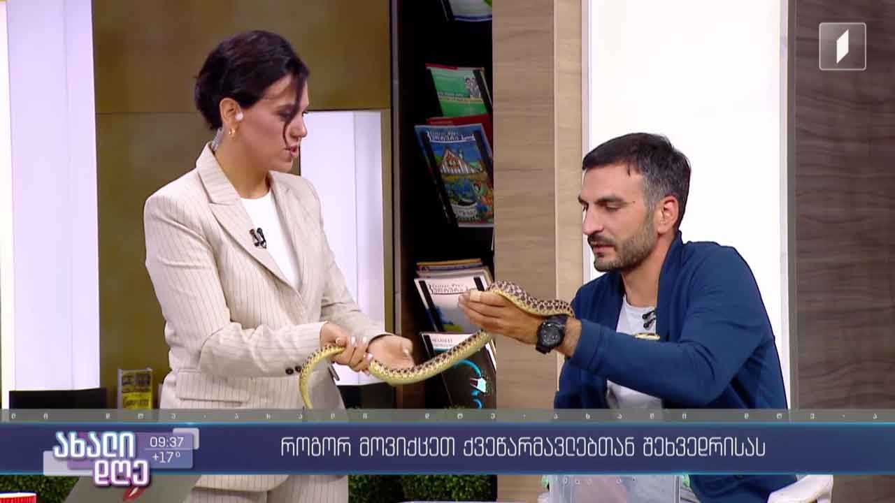 რუბრიკა „აკის პარკი“ - როგორ მოვიქცეთ ქვეწარმავალთან შეხვედრისას?