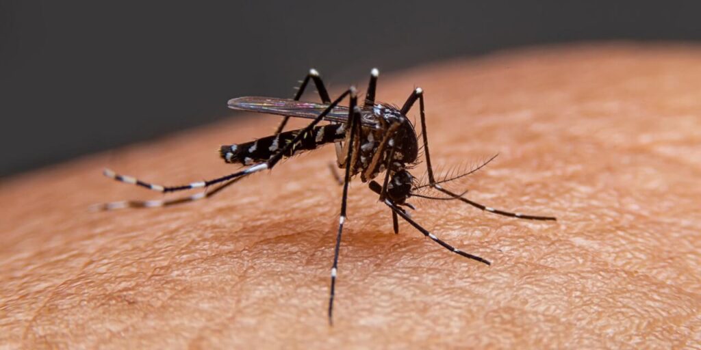 რამდენად ეფექტიანია კოღოების მოსაგერიებელი ხალხში გავრცელებული მეთოდები — მეცნიერების პასუხი #1tvმეცნიერება