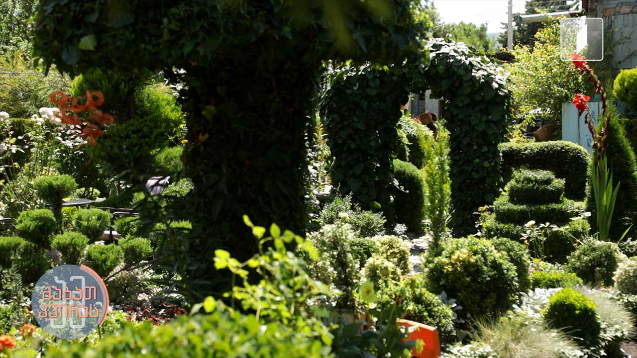 მარადმწვანე მცენარეების ბაღი ველისციხეში  „რა თქმა უნდა, სიძნელეებს წავაწყდებოდი, მაგრამ სიყვარული თურმე მსხვერპლს მოითხოვს და შევეცადე ეს ბაღი გამეშენებინა” - მანანა ყიყინაშვილი  ლიკა ხუნდაძის სიუჟეტი
