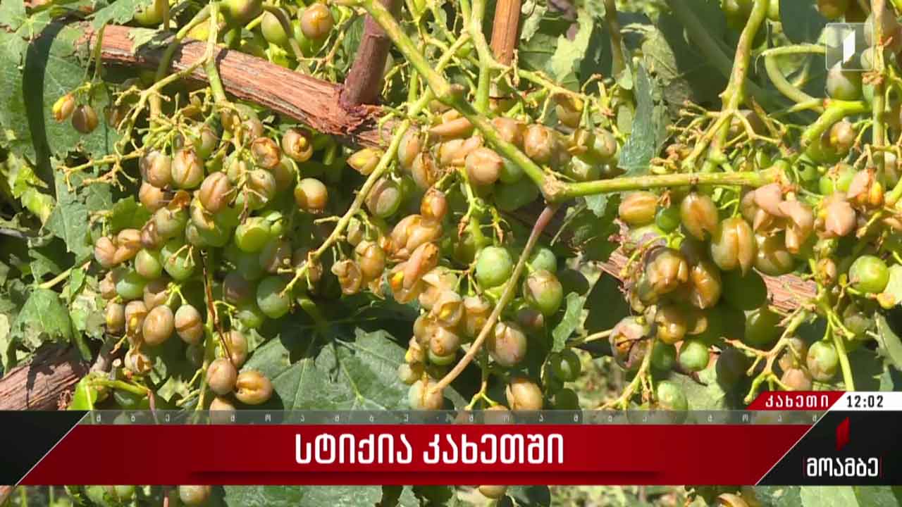 კახეთში სტიქიის შედეგებს ითვლიან