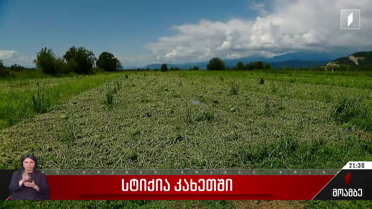 სტიქია კახეთში