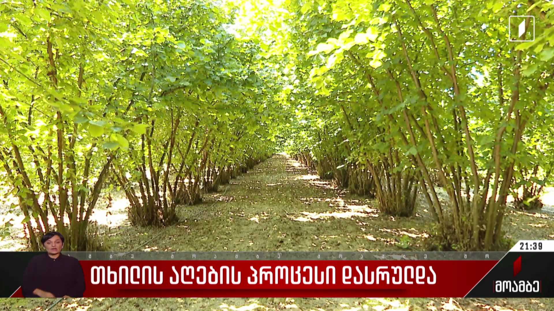 თხილის აღების პროცესი დასრულდა